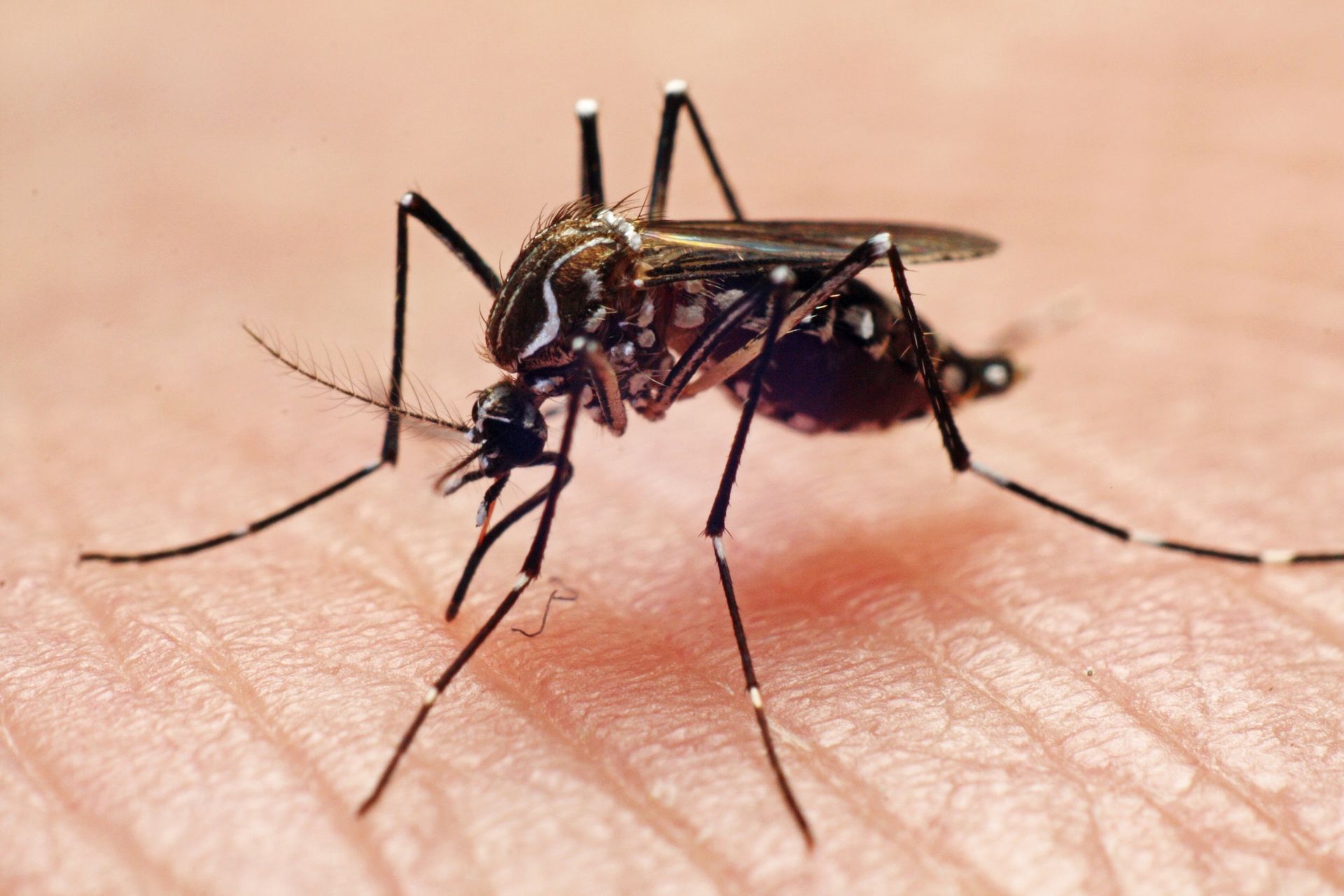 Des moustiques hautement résistants aux insecticides identifiés en