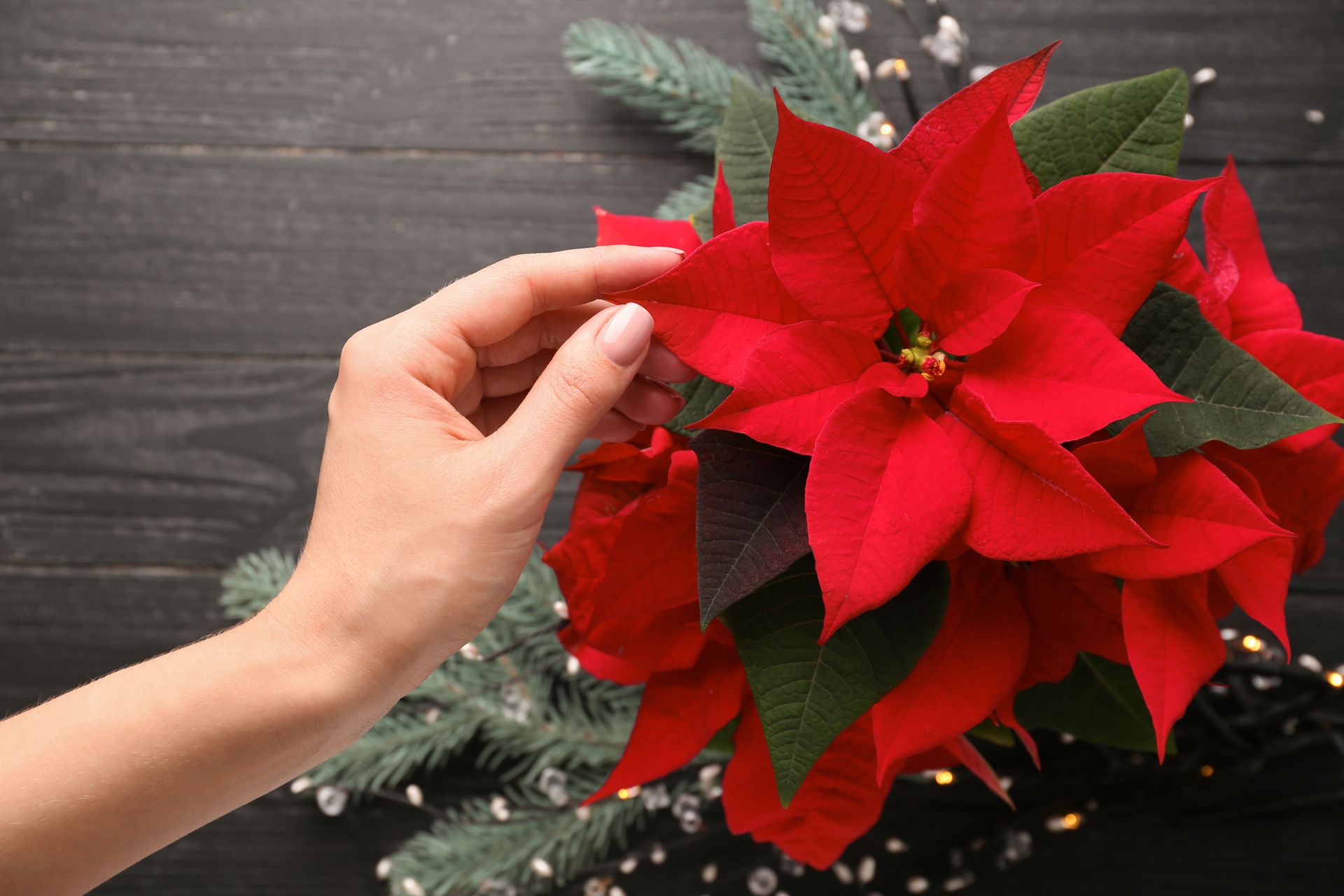 Pourquoi Le Poinsettia Perd Ses Feuilles Plante d'intérieur du mois : le poinsettia - rtbf.be