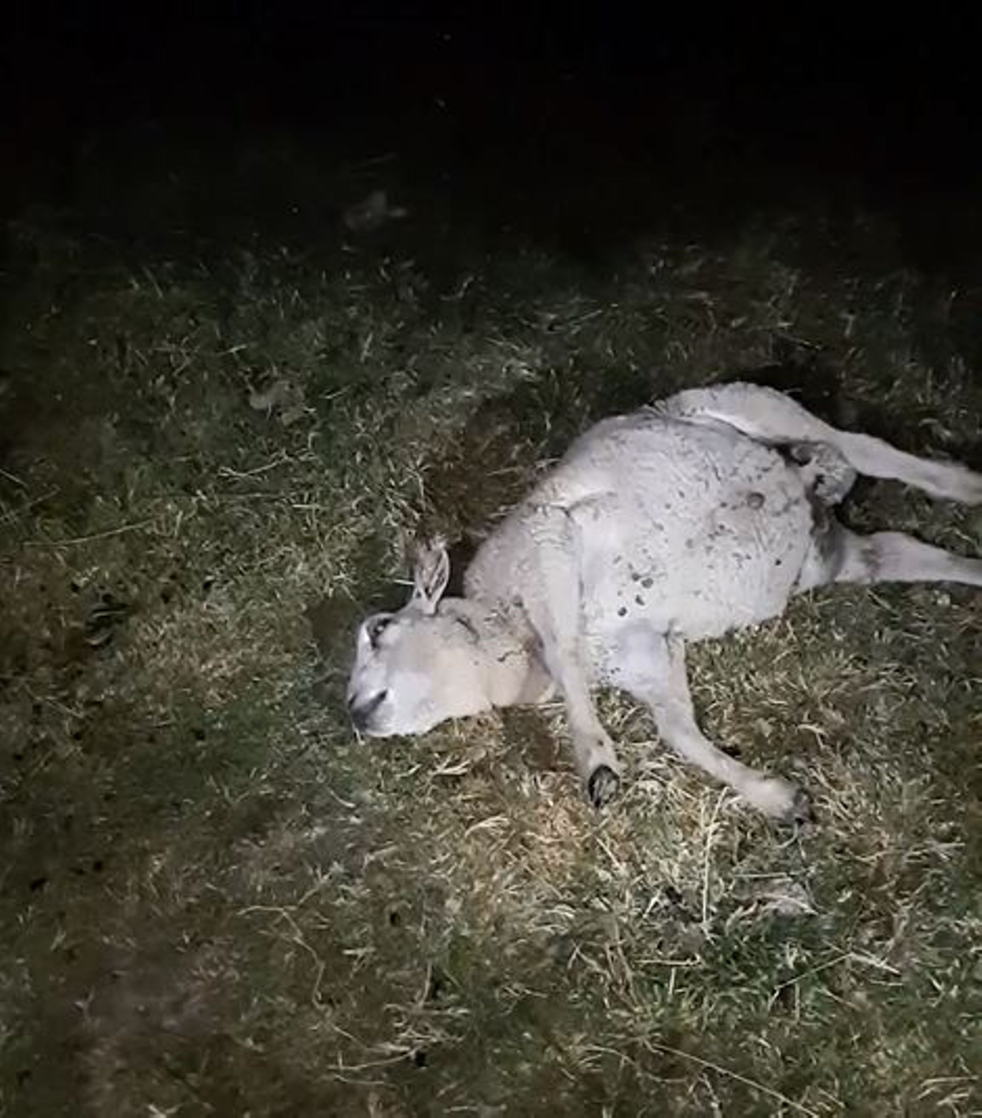 Le cadavre d'un mouton qui n'a pas survécu à la faim