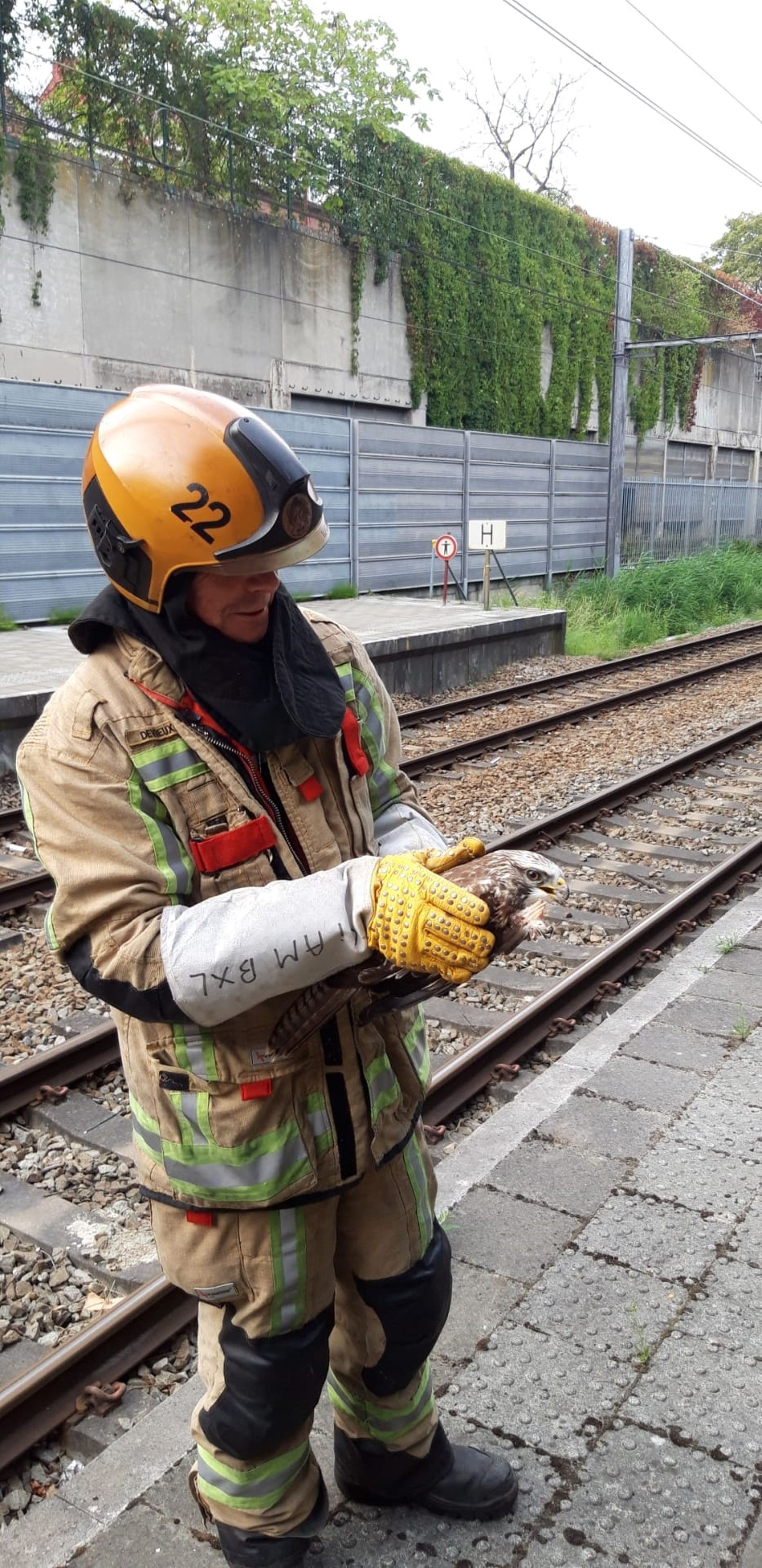 Bruxelles : un rapace coincé sur les rails sauvé par les pompiers