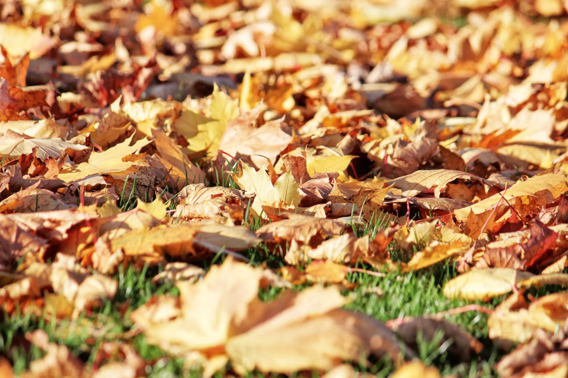 Faut-il ramasser les feuilles mortes en automne ? - Direct-Filet.com le blog