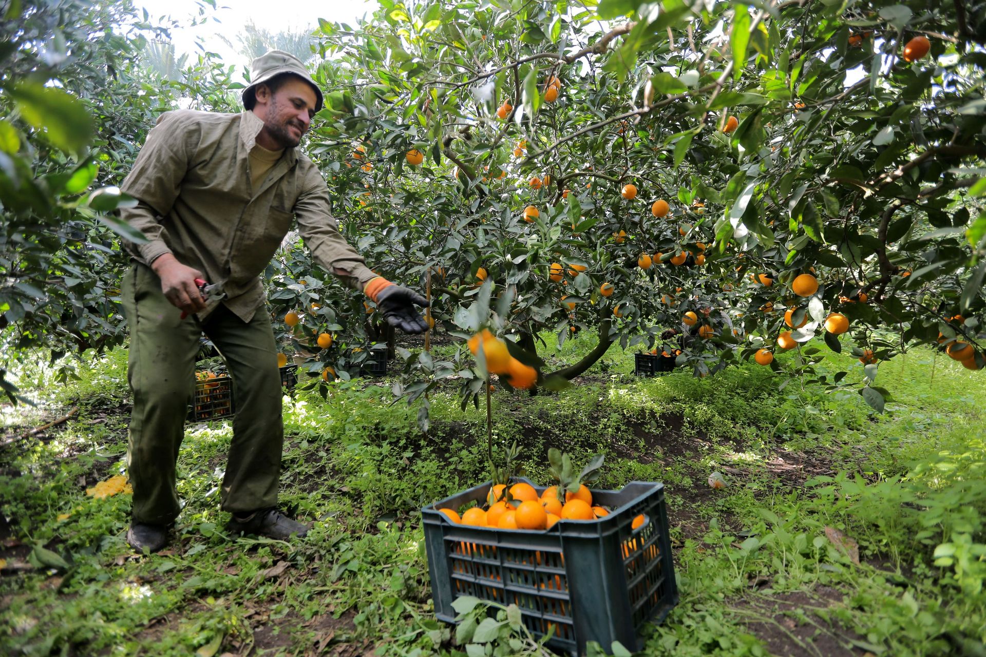 En décembre, à Rashid – Rosette en français – dans le delta du Nil, on récolte les oranges…