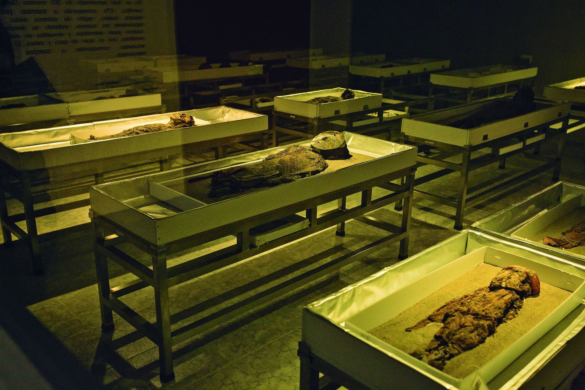 Des momies conservées dans un musée