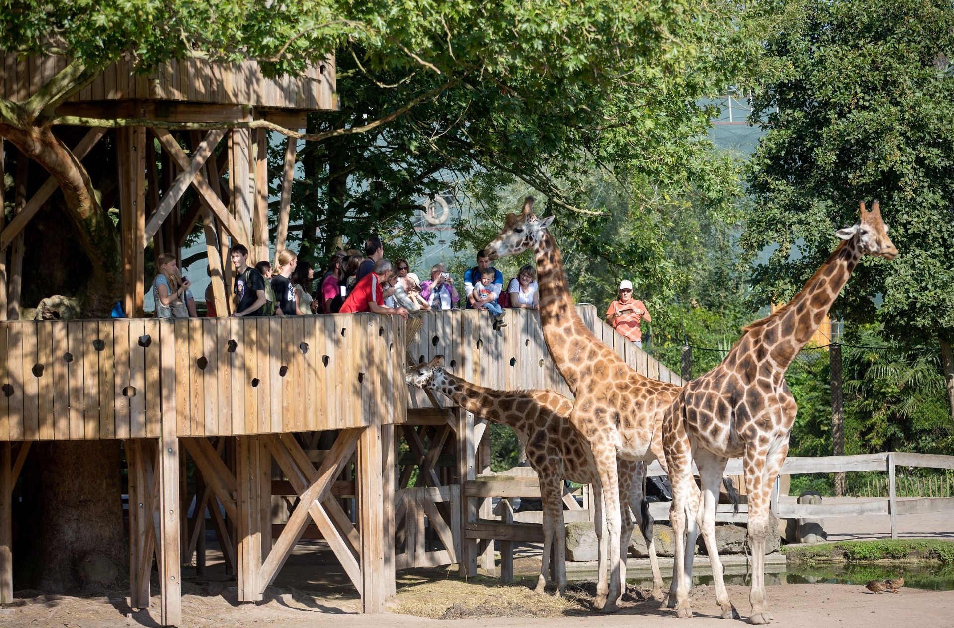 Gagnez Votre Carte De Membre Dun An Pairi Daiza Avec Le Concours Des