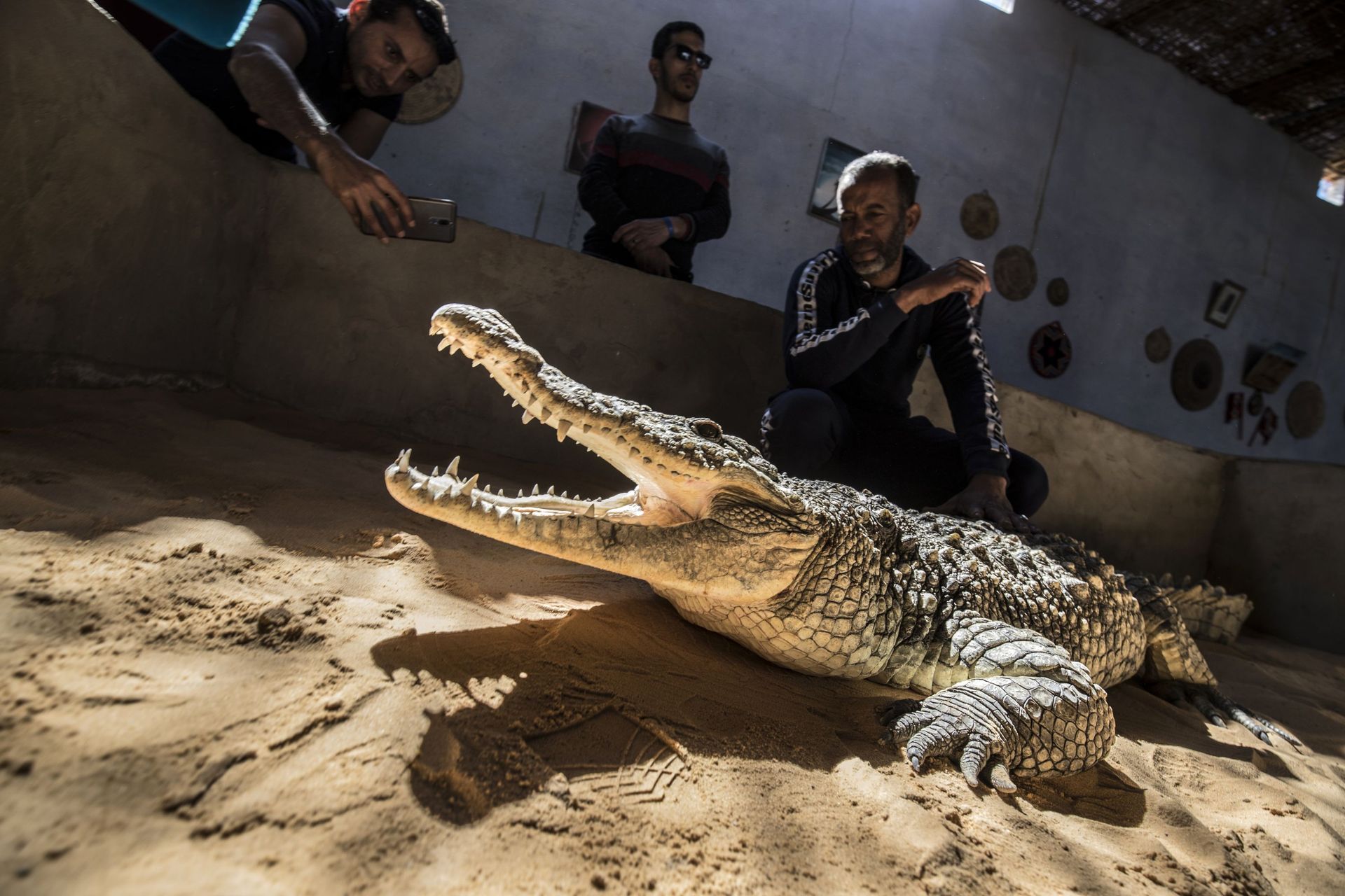 Крокодил живет в африке. Нильские крокодилы в Египте. Египетский Нильский крокодил.