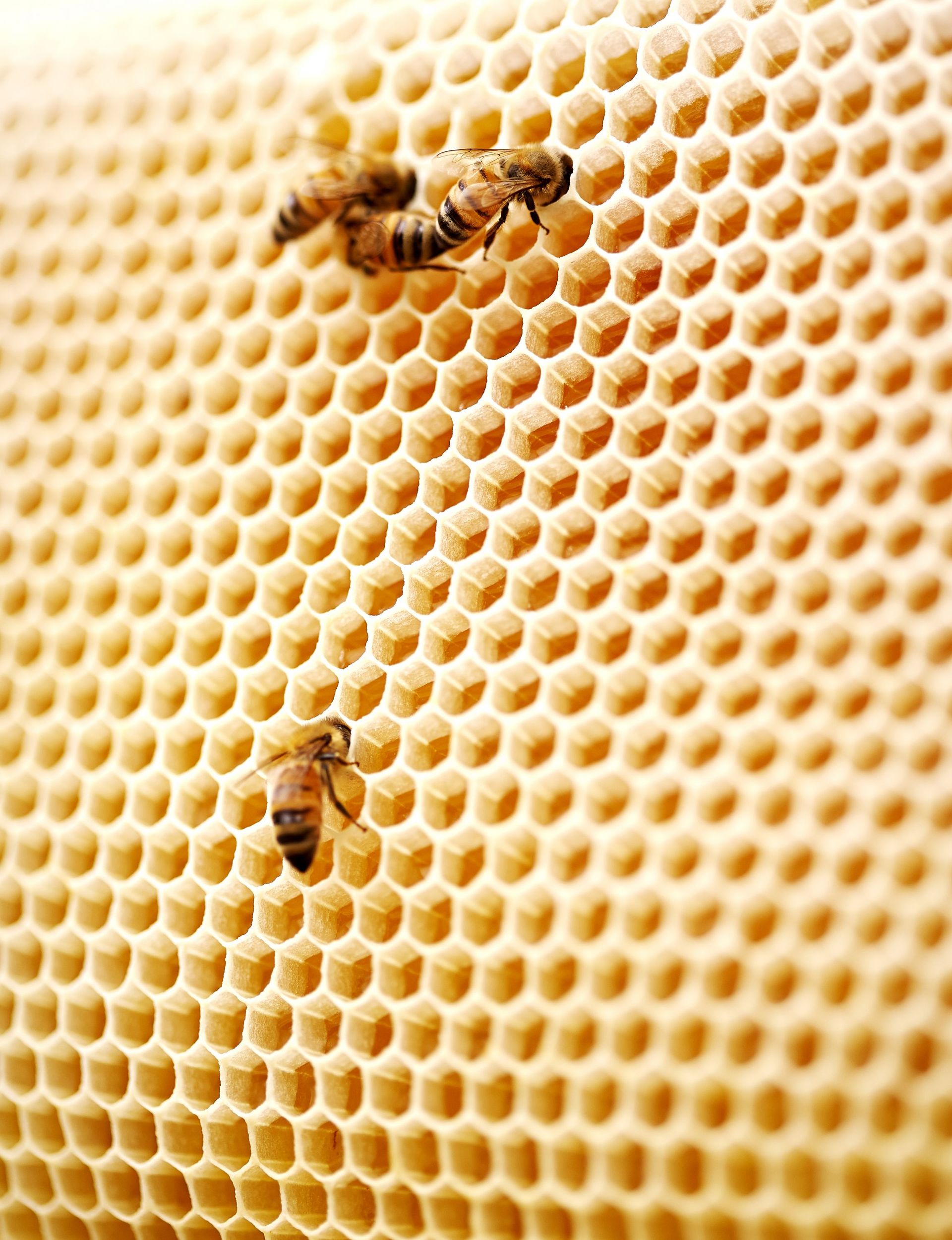 Alvéoles dans une ruche 