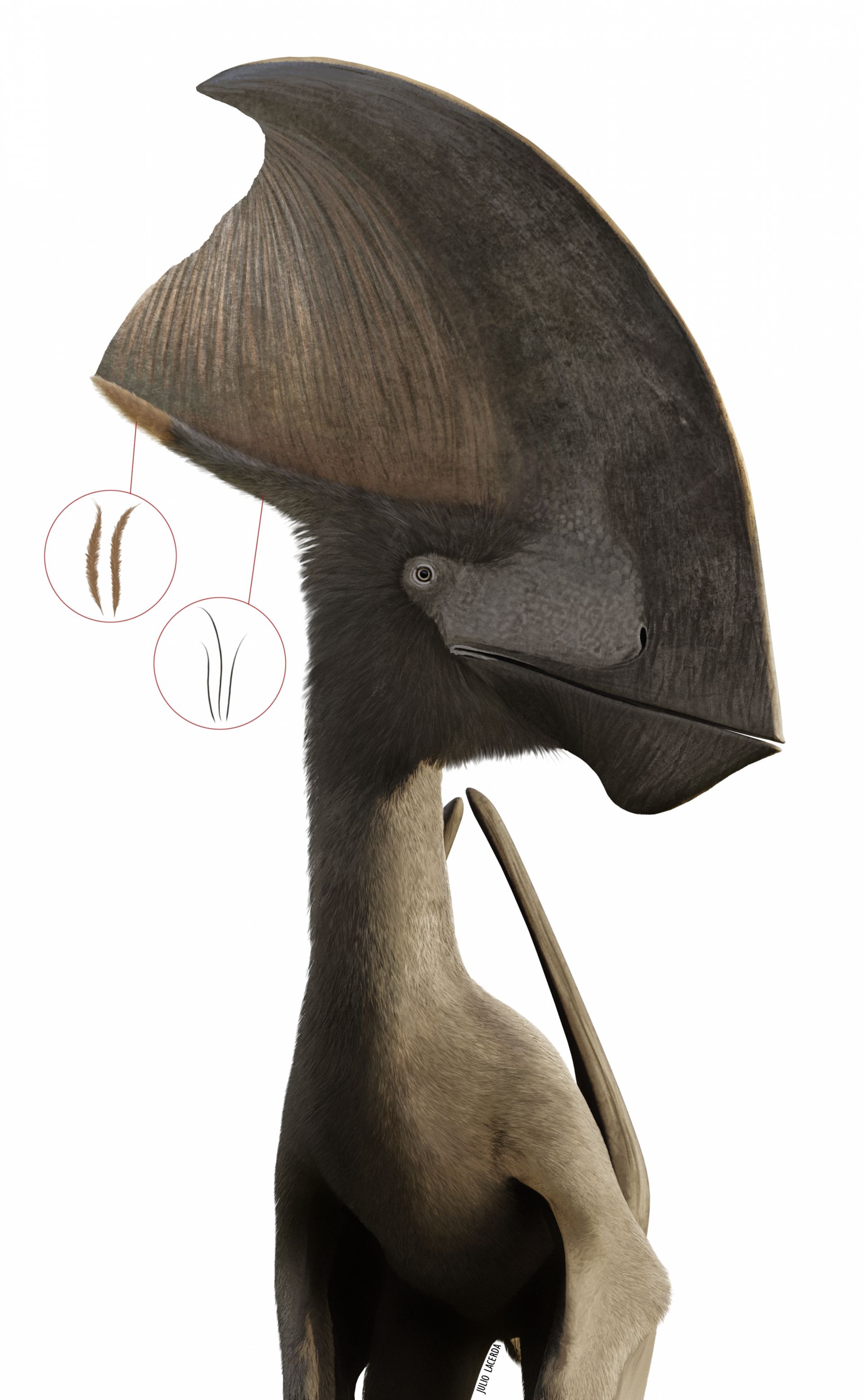 Illustration de Tupandactylus