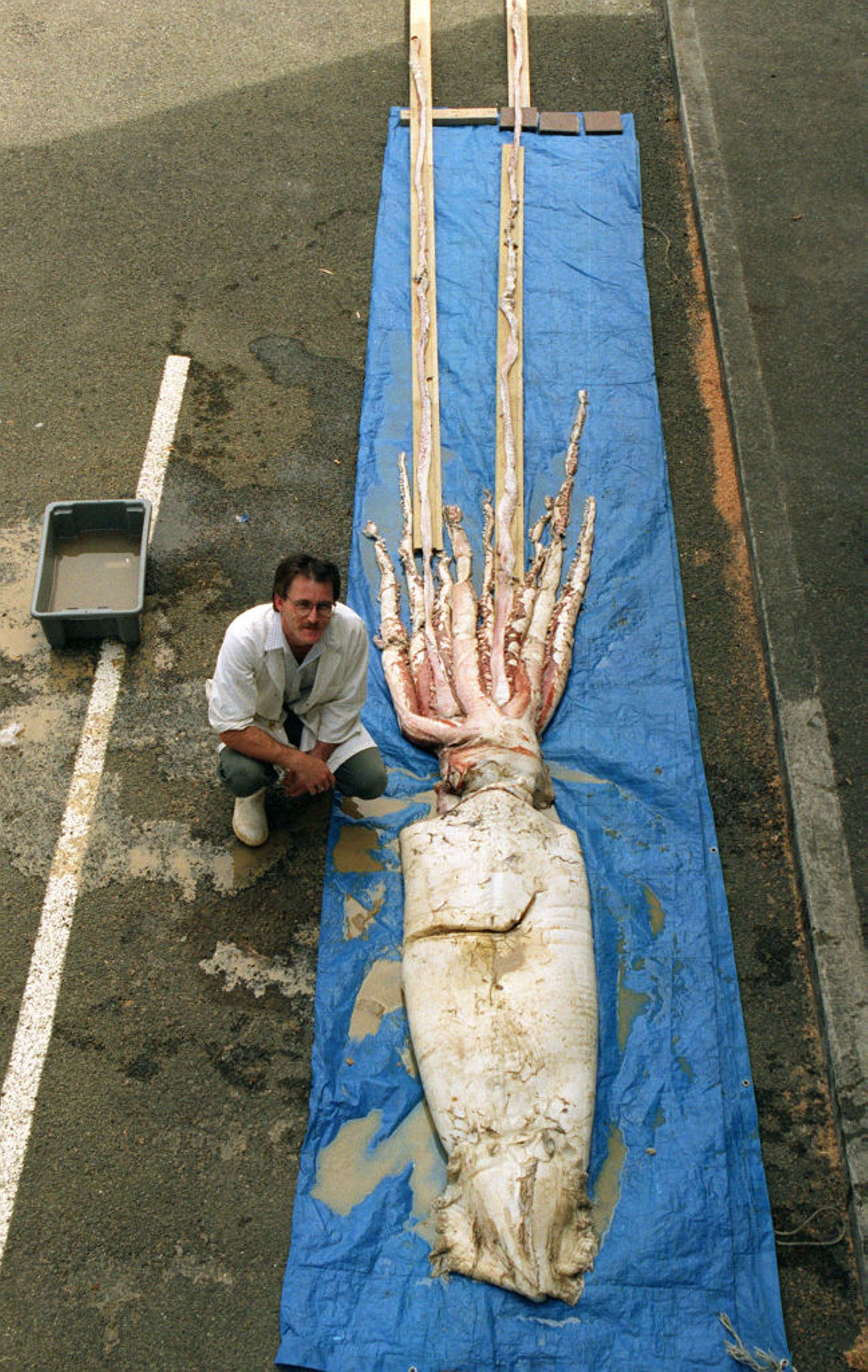 Les calmars géants que l’ont retrouve échoués font souvent plus de 10 mètres. Le record ? Un calmar mort retrouvé sur une plage d’Afrique du Sud : 18 mètres !