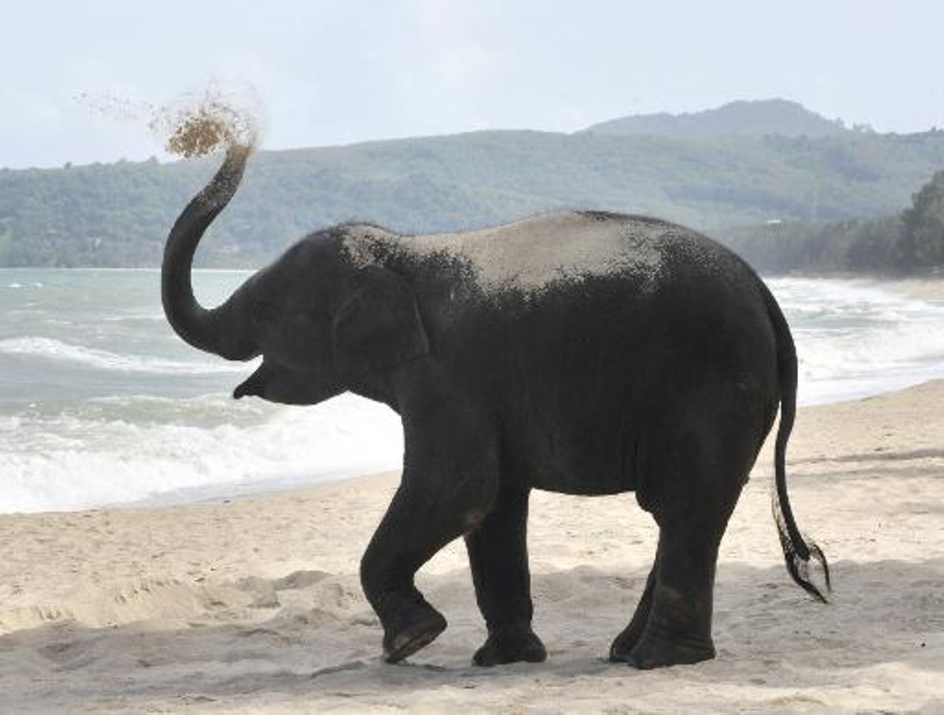 Relations entre la Guyane et le Brésil: La souris & l éléphant