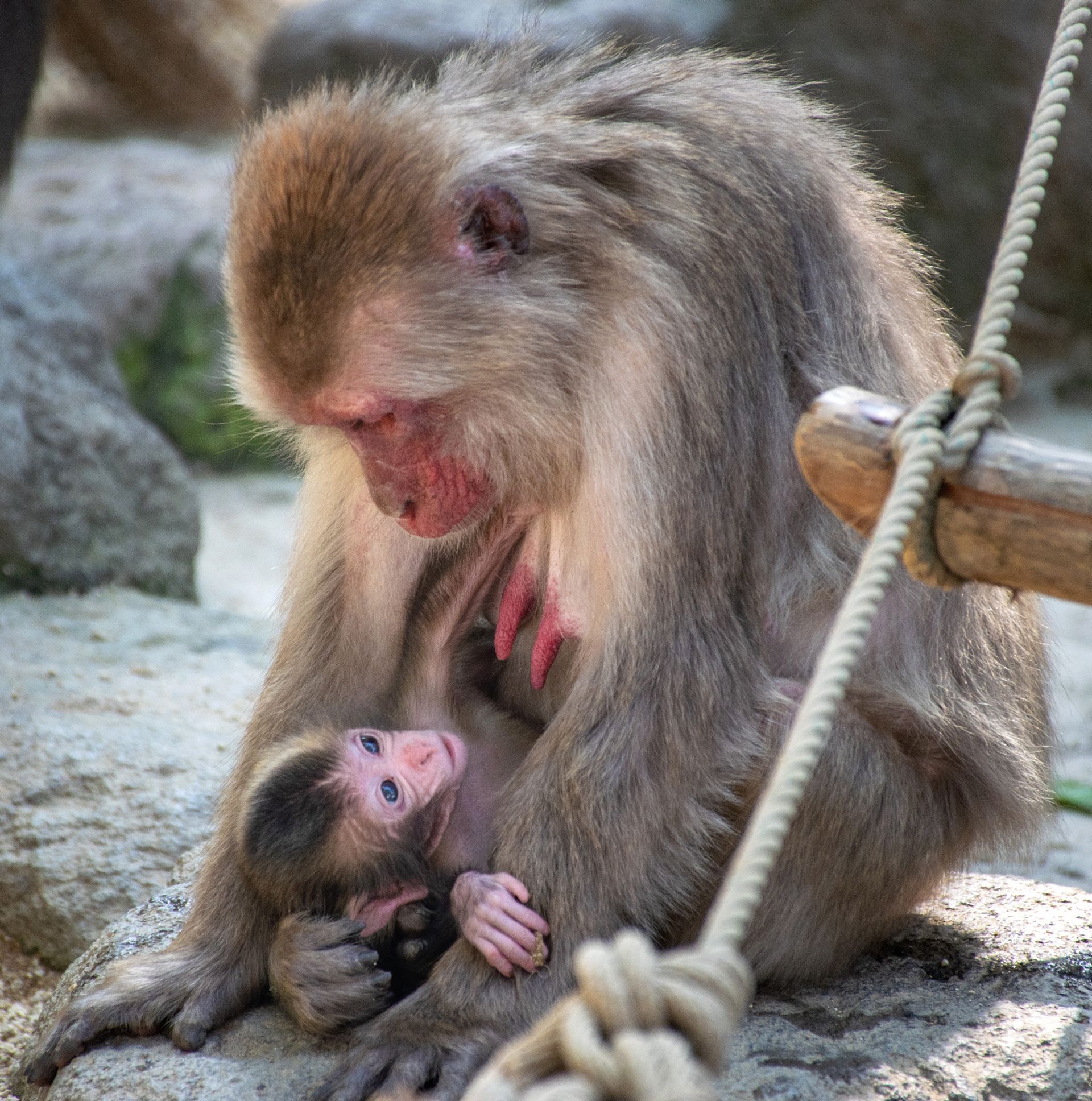 Macaque du Japon, le 10 mai 2019 (illustration)
