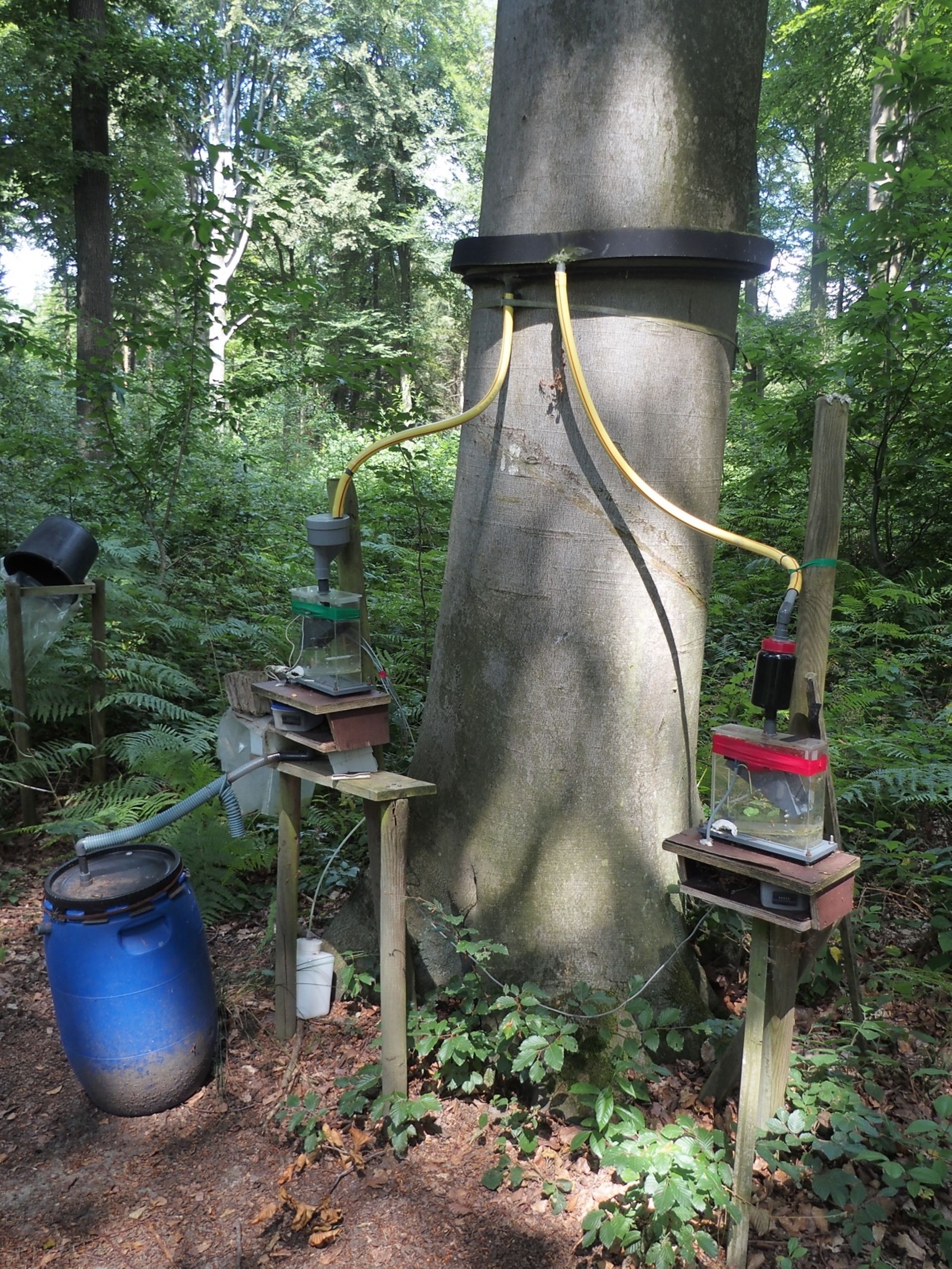 Dispositif permettant de récolter les eaux s’écoulant le long des troncs. Hêtraie située dans le Bois de Lauzelle à Louvain-la-Neuve.