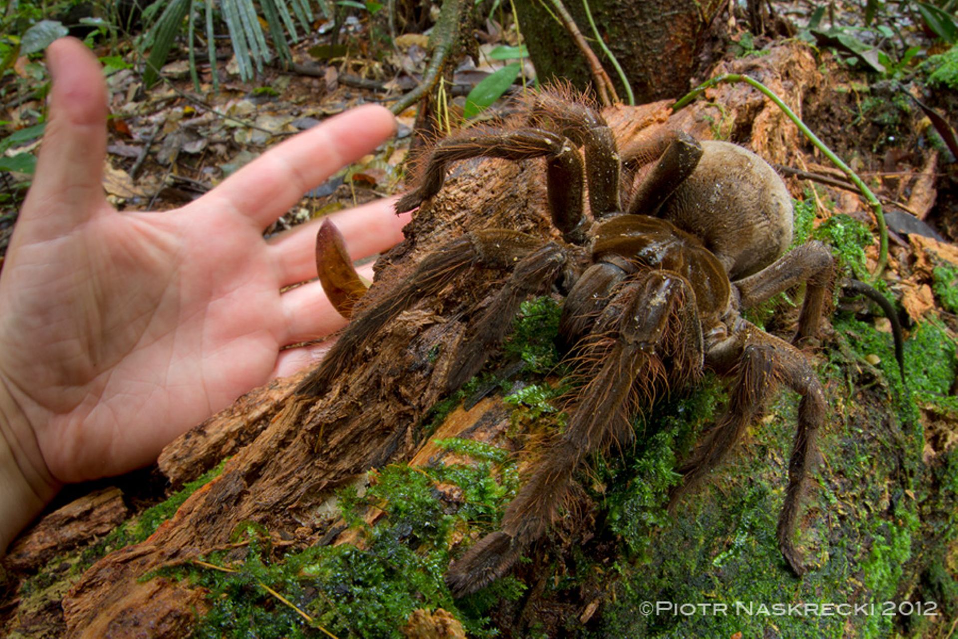 Voir une araignée de 30cm en photos, ça vous tente ? 