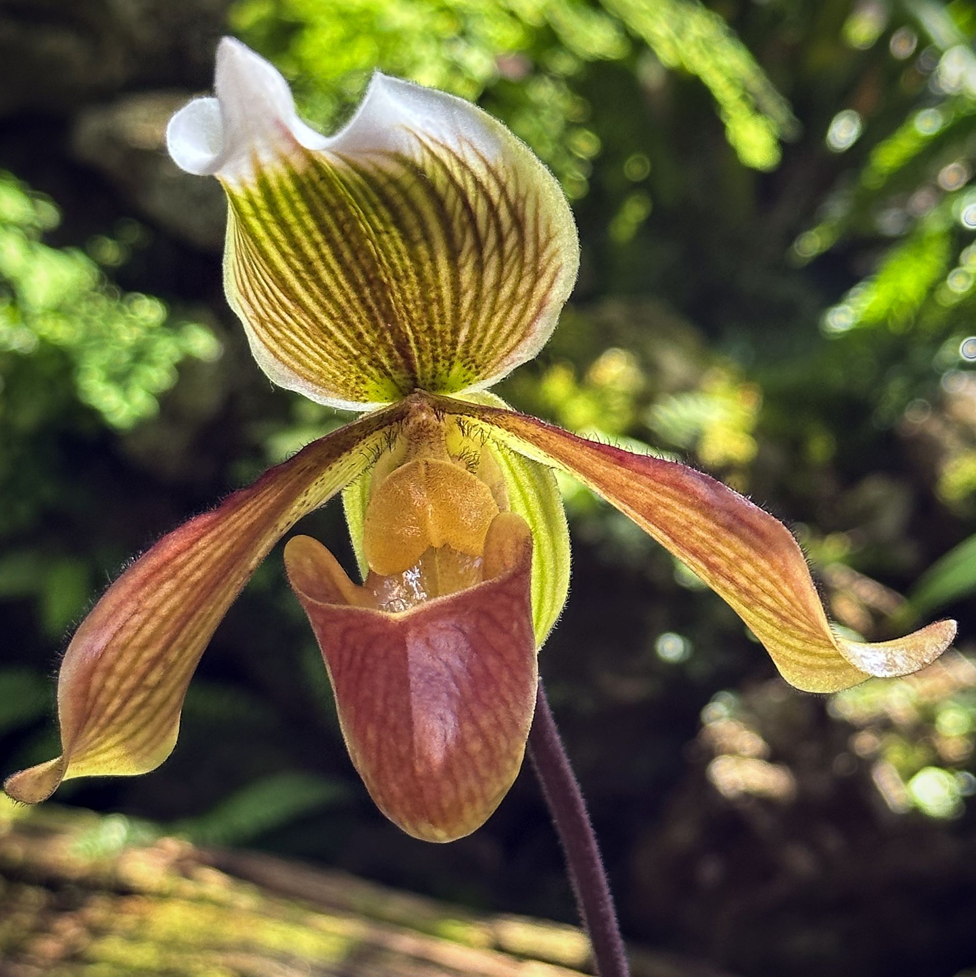 L’orchidée sabot de Vénus a une fleur remarquable La plupart des espèces ont une fleur unique qui dure plusieurs semaines.