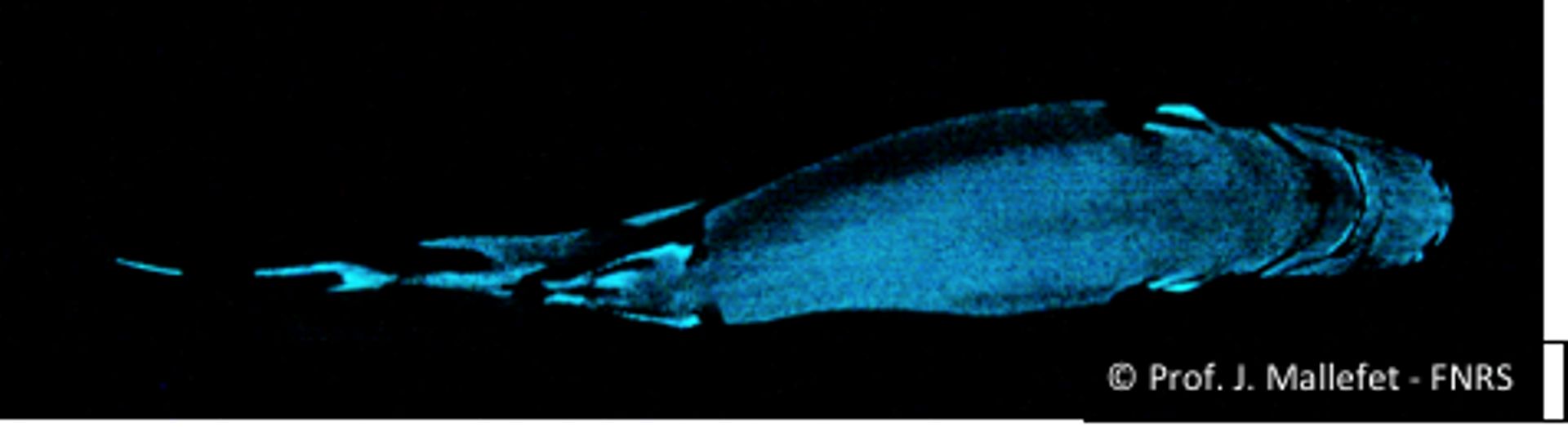 Etmopterus spinax: Photographie de la bioluminescence ventrale de ce requin lanterne. Pour les besoins de la photographie, le requin a été totalement placé dans le noir. Dans la nature ce requin, vivant entre 70 et 250 m de profondeur dans les Fjords norv