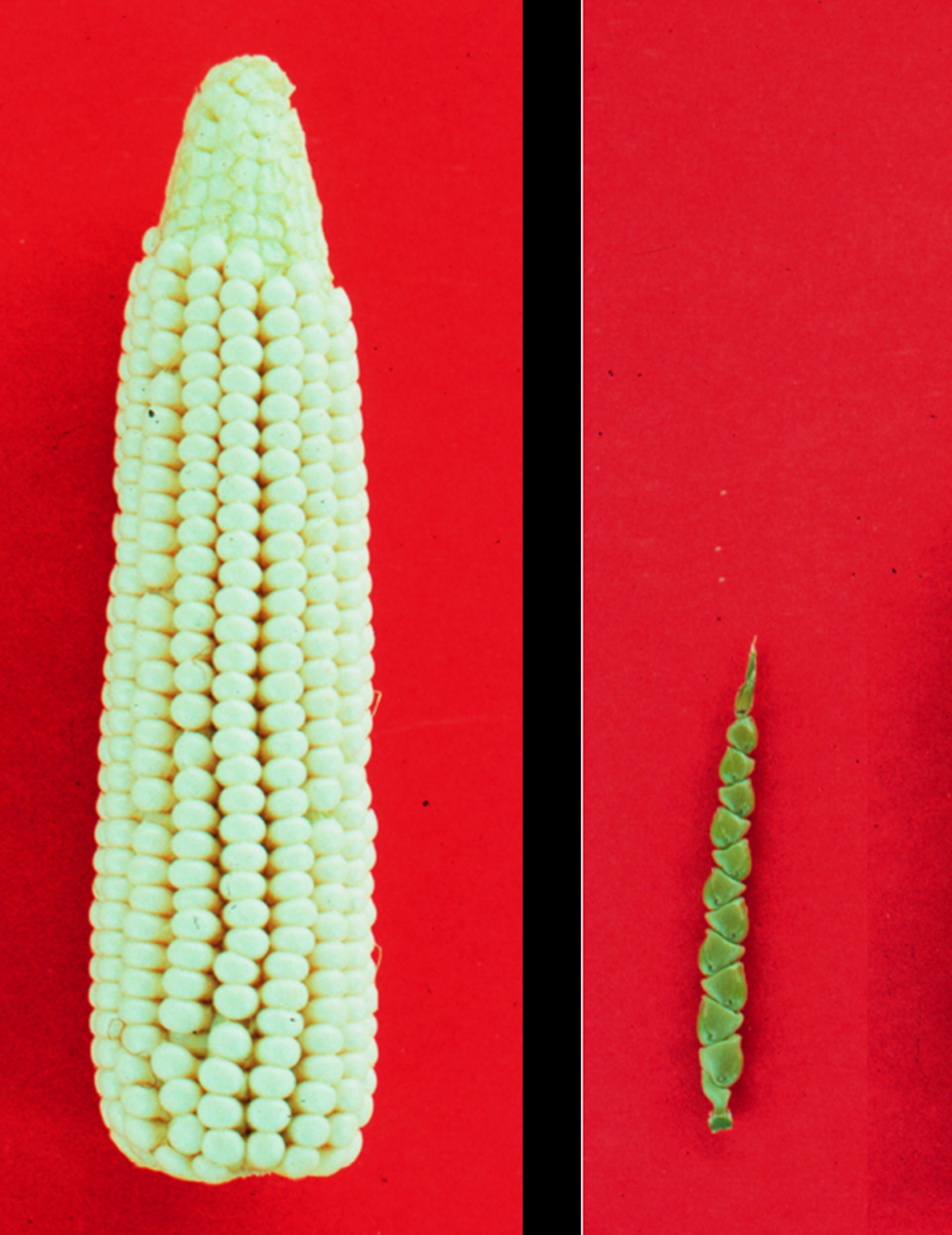 Comparaison des épis de maïs (à gauche) et de téosinte, son espèce ancestrale (à droite) 