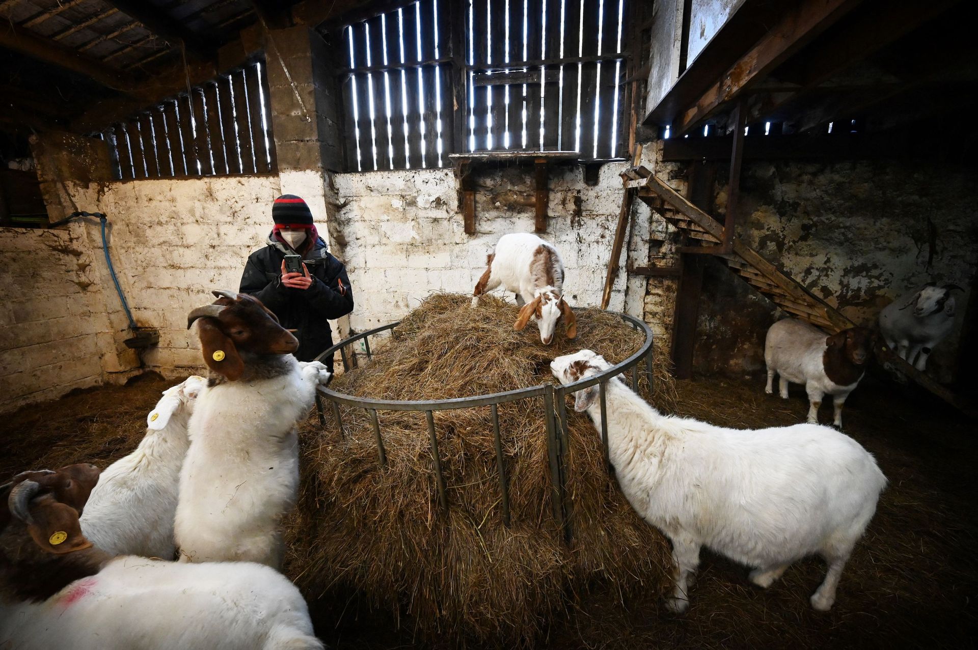Un ouvrier agricole filme des chèvres pour un appel Zoom à Cronkshaw Fold Farm, Rossendale, nord-ouest de l'Angleterre, le 9 février 2021