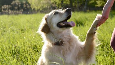 Les chiens peuvent-ils aussi être droitiers ou gauchers ?