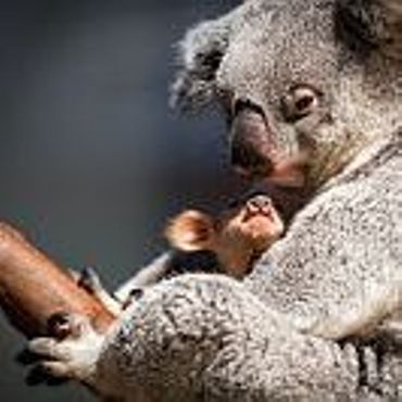 Un Bebe Koala Est Sorti De La Poche De Sa Mere A Planckendael Rtbf Be