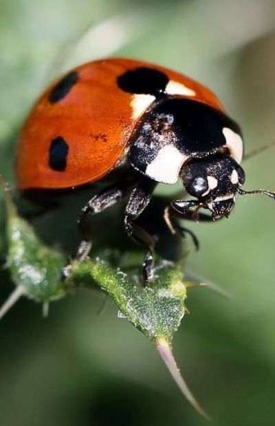 Wavre un grand l cher de coccinelles pour sauver les arbres