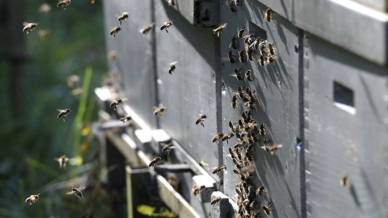 Les pesticides contribuent au déclin rapide des populations d'abeilles belges