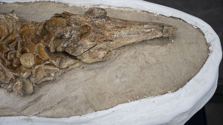 Découverte d'un fossile de dauphin vieux de 12 millions d'années au Pérou
