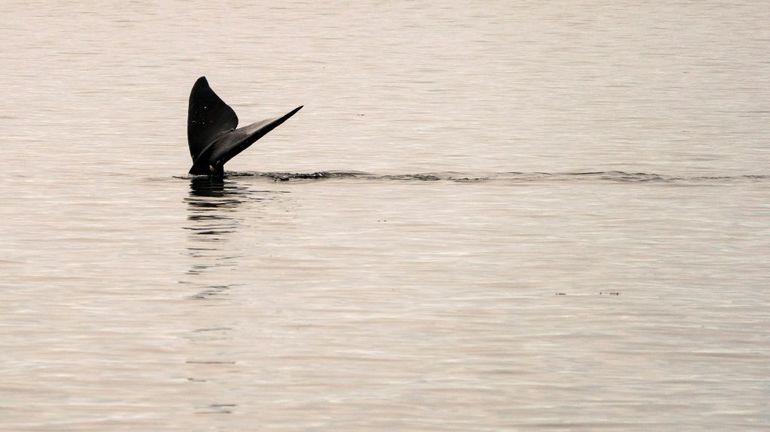 Les États-Unis annoncent de nouvelles restrictions pour lutter contre la disparition des baleines