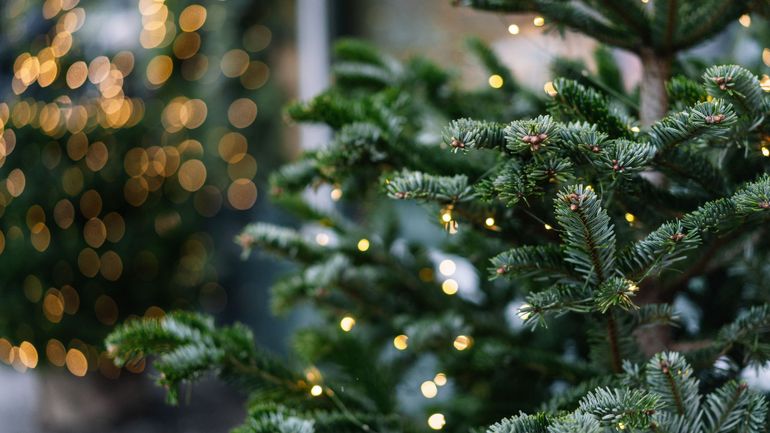 Au Mexique, une ferme loue des sapins pour un Noël plus vert