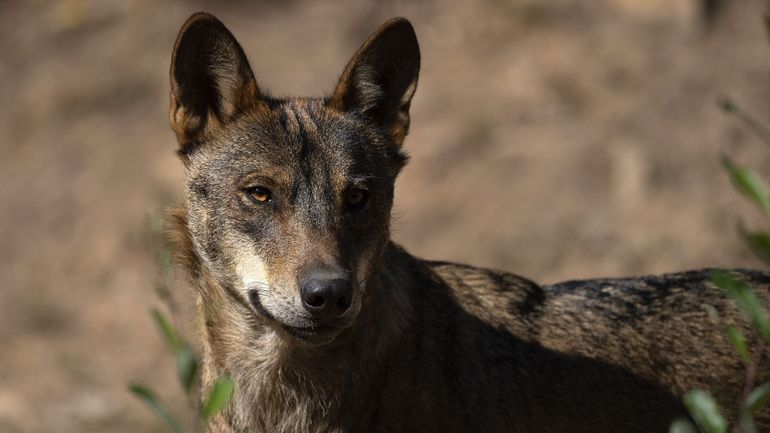 France : un agriculteur appelle à tuer des loups, une enquête est ouverte