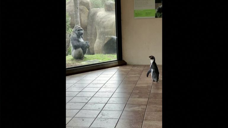 Quand un zoo met ses pensionnaires à l'honneur : les aventures de Monty, le pingouin