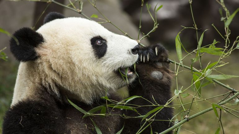 Pour la Chine, le panda géant n'est plus une espèce menacée