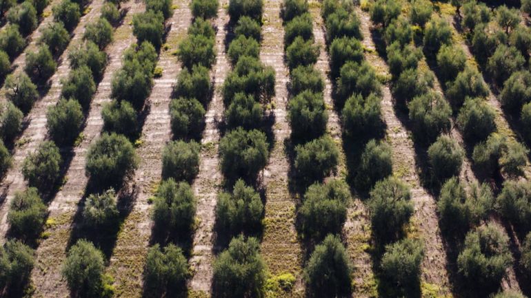 La région des Pouilles est une zone de production intensive d’huile d’olive.