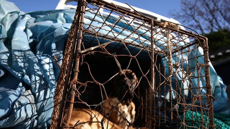 Corée du Sud : un texte interdisant le commerce de viande de chien a été adopté à l'unanimité par le Parlement