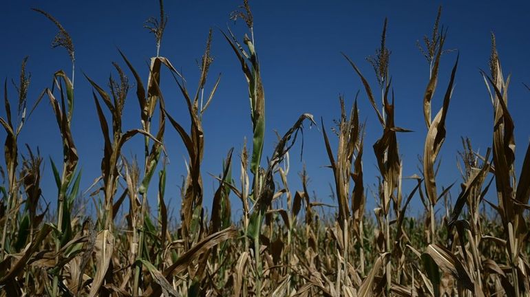 Sécheresse historique et canicule mettent à mal l'agriculture française