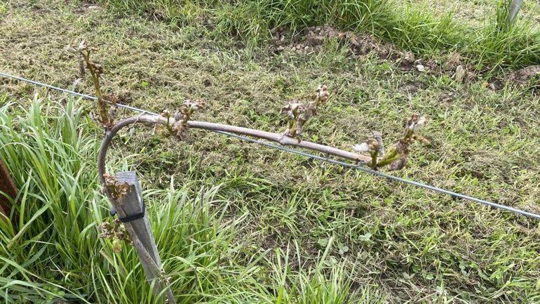 Le gel a fait des dégâts dans les vignes liégeoises : "On estime les pertes à 80%"