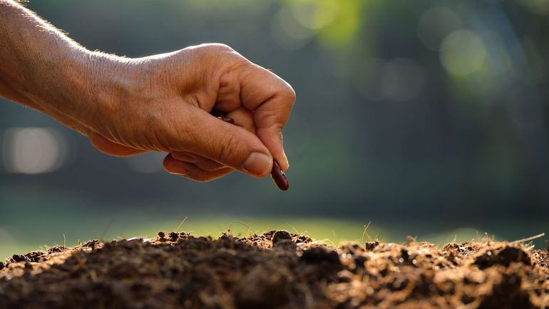 Les semences de légumes pour demain : cœur et pique