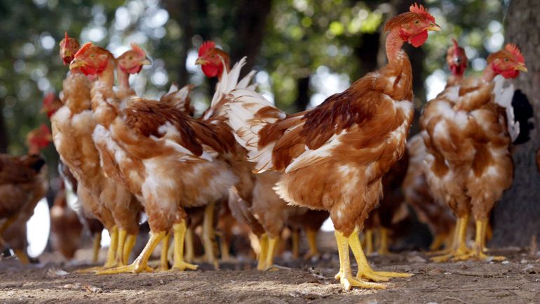 Grippe aviaire: un nouveau foyer découvert en France
