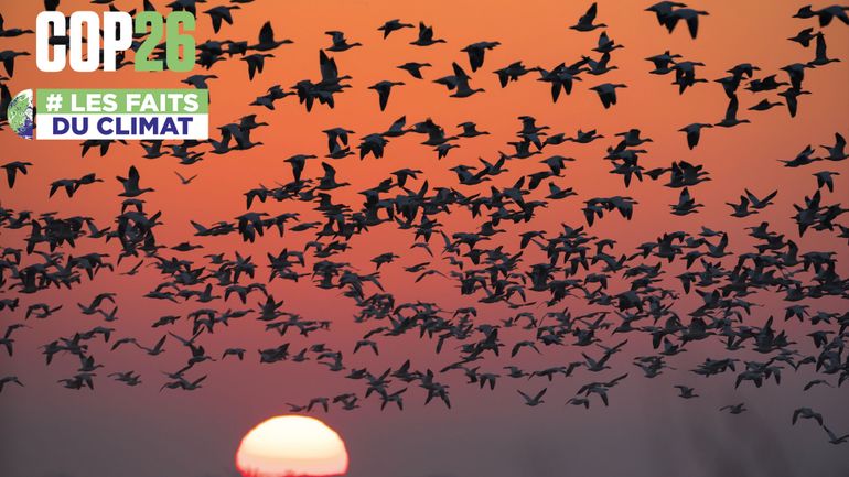 COP26 : quand des oiseaux ne migrent plus jusqu'en Afrique, 