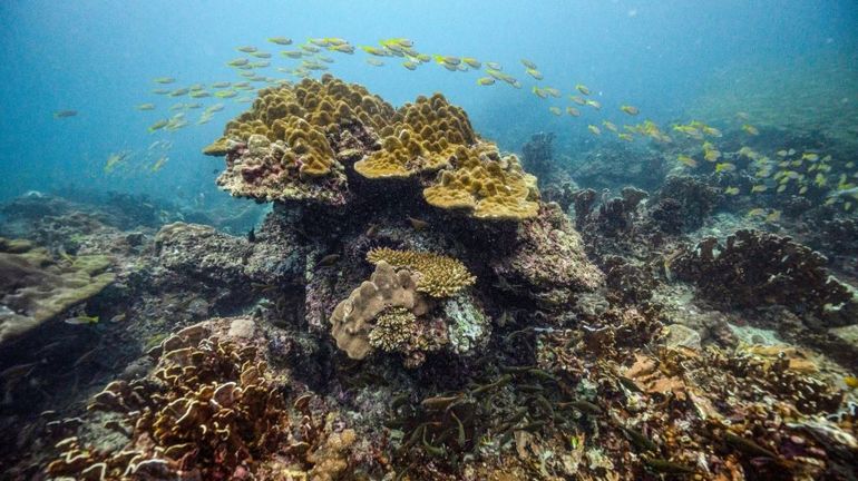 Climat: les coraux quasi certainement condamnés, alerte une nouvelle étude