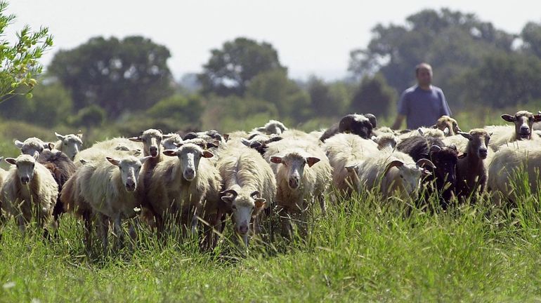 Belgique : un cas de fièvre catarrhale détecté chez un mouton à Meksplas en province d'Anvers