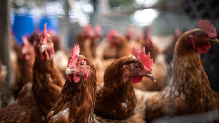 Grippe aviaire : un premier foyer détecté dans un élevage du Sud-Ouest en France
