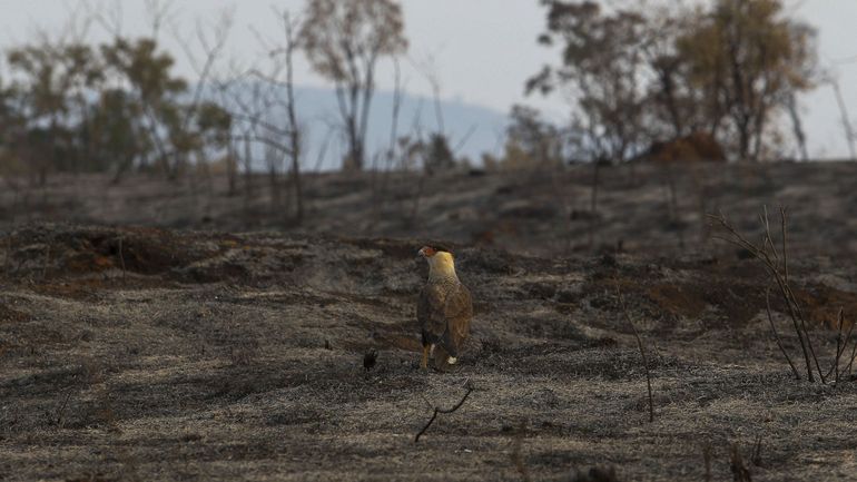 Brésil : un incendie dévaste un parc naturel près de Sao Paulo