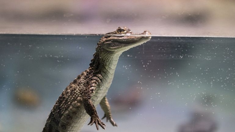 Un crocodile femelle s'est autofécondé: comment expliquer ce phénomène très rare ?