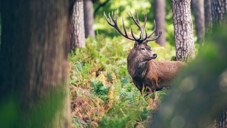 Cerfs, biches, faons : le comptage annuel des cervidés est en cours en Région wallonne, à quoi sert-il ?