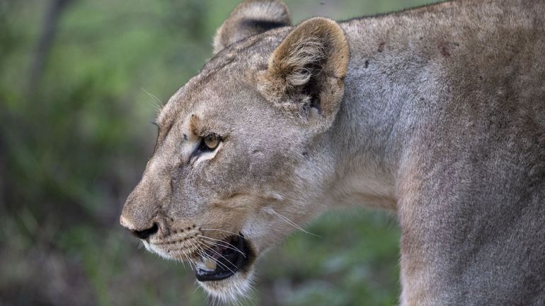 Lions en Afrique du Sud : contrôler les accouplements pour éviter la consanguinité