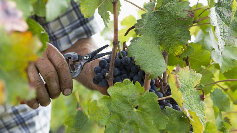 Vendanges en Wallonie : les superlatifs à l’honneur pour une année 2025 exceptionnelle