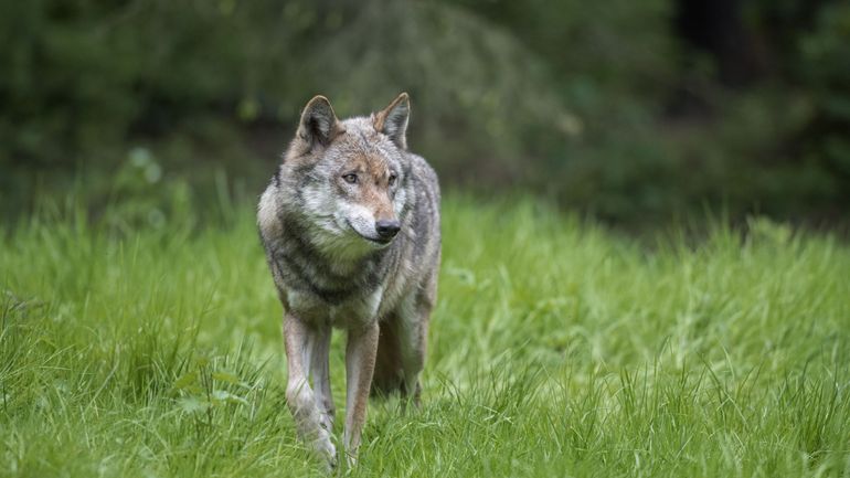 Pays-Bas : face aux loups, des élèves de la région d'Utrecht reçoivent l'avis de se déplacer en groupe à vélo