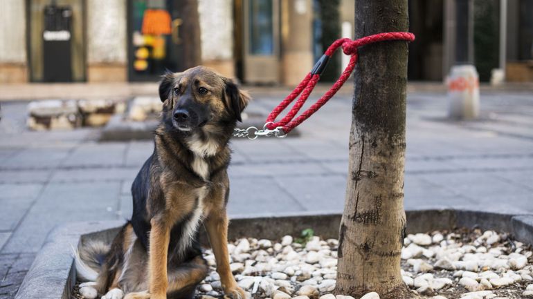 Interdiction de laisser son chien attaché devant un magasin en Espagne, une source de stress pour nos animaux ?