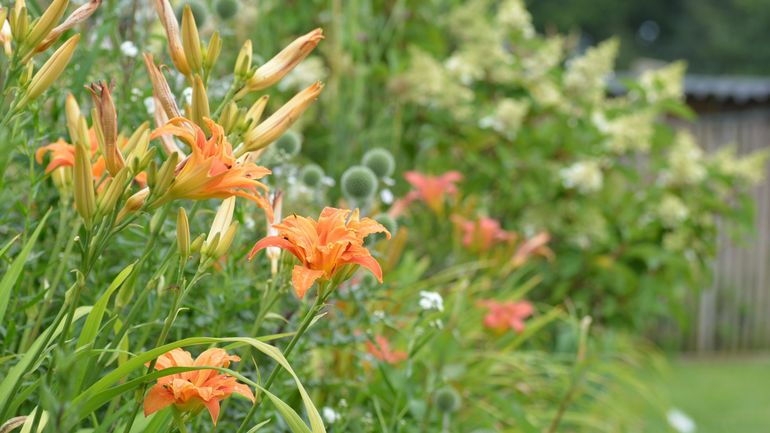 Récolte Des Centaines De Milliers De Plants D’arbres Et D’arbustes Qui ...