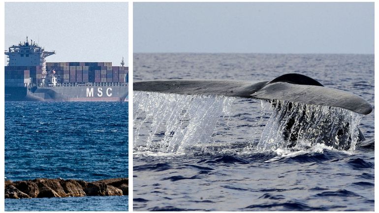 Biodiversité : MSC (géant du transport maritime) modifie ses itinéraires pour éviter les collisions avec les baleines bleues du Sri Lanka