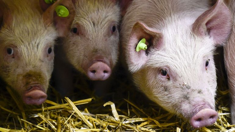 La peste porcine africaine détectée en Allemagne, non loin de la frontière française